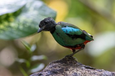 Nature Wildlife image of Borneo Hooded Pitta (Pitta sordida mulleri) on Rainforest jungle clipart