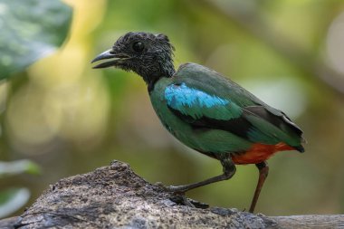 Yağmur ormanları üzerinde Borneo Kapüşonlu Pitta 'nın (Pitta sordida mulleri) doğa görüntüsü