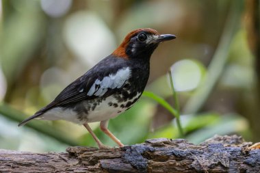 Kestane kaplamalı yabani kuş Bulanık yeşil arka planlı bir ağaca tünemiş Thrush