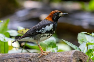 Kestane kaplamalı yabani kuş Bulanık yeşil arka planlı bir ağaca tünemiş Thrush