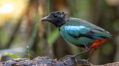 Yağmur ormanları üzerinde Borneo Kapüşonlu Pitta 'nın (Pitta sordida mulleri) doğa görüntüsü