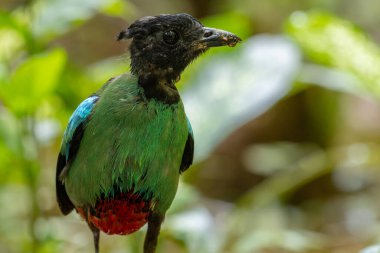 Yağmur ormanları üzerinde Borneo Kapüşonlu Pitta 'nın (Pitta sordida mulleri) doğa görüntüsü