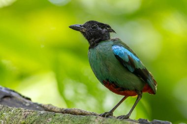 Yağmur ormanları üzerinde Borneo Kapüşonlu Pitta 'nın (Pitta sordida mulleri) doğa görüntüsü
