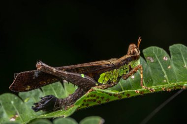 Yeşil yapraklı Çekirge Macro 'su