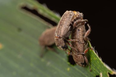 Çiftleşme üzerine Scarab Beetle 'ın doğa makro görüntüsü