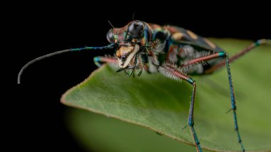 Macro image of beautiful Tiger Beetle insect clipart