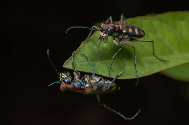 Macro image of beautiful Tiger Beetle insect clipart