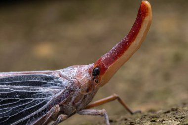 Nature wildlife footage of beautiful Lantern bug, Pyrops sultanus clipart