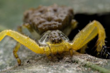 İnanılmaz güzel kuş gübresi Yengeç Örümcek Phrynarachne mızrak yeşil yapraklı