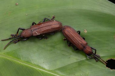 Yeşil yapraklı Hispine Beetle 'ın inanılmaz makro görüntüsü