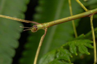 Nature scene macro image of Stick Insect of Sabah, Borneo clipart