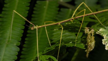 Nature scene macro image of Stick Insect of Sabah, Borneo clipart