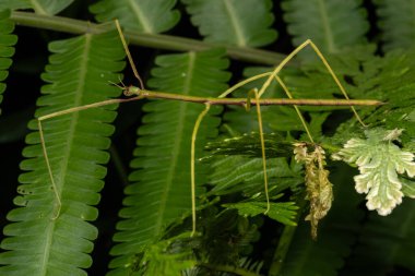 Nature scene macro image of Stick Insect of Sabah, Borneo clipart