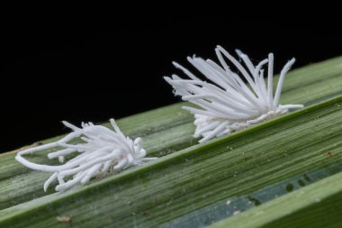 Icerya aegyptiaca grupları yeşil yapraklı böcekler.