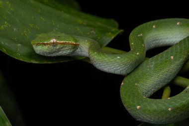 Çok zehirli ve bulaşıcı bir yılan Sabah Çukur Yılanı Bornean Keeled Keit Vipe doğa yeşili arka plana sahip