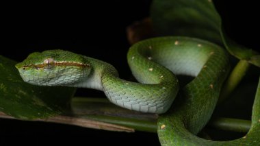 Çok zehirli ve bulaşıcı bir yılan Sabah Çukur Yılanı Bornean Keeled Keit Vipe doğa yeşili arka plana sahip