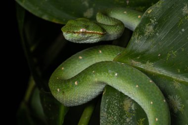 Çok zehirli ve bulaşıcı bir yılan Sabah Çukur Yılanı Bornean Keeled Keit Vipe doğa yeşili arka plana sahip