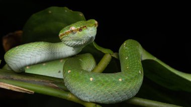 A very venomous and endemic snake Sabah Pit Viper Bornean Keeled Pit Vipe with nature green background clipart