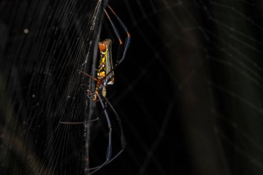 Nature wildlife image of golden orb-web spider on spider web clipart