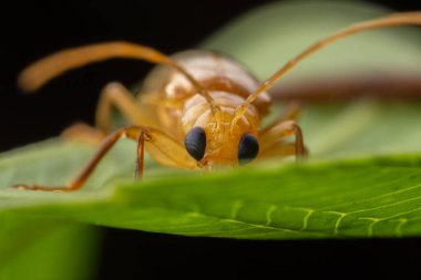 Sabah, Borneo 'nun güzel yaprak böceğinin makro görüntüsü