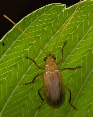 Macro image of beautiful leaf beetle of Sabah, Borneo clipart