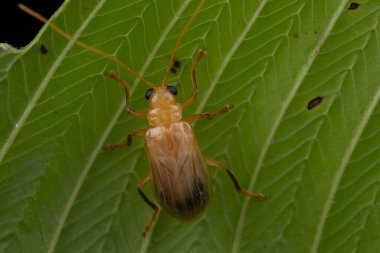 Sabah, Borneo 'nun güzel yaprak böceğinin makro görüntüsü