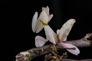 Güzel Pembe Orkide peygamber devesi çiçek ve izole arkaplan
