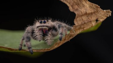 Phidippus rejiminin yeşil yaprakta zıplayan örümcek hareketinin makro görüntüsü. Göz detaylarını gösterir.