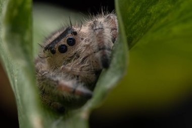 Phidippus rejiminin yeşil yaprakta zıplayan örümcek hareketinin makro görüntüsü. Göz detaylarını gösterir.