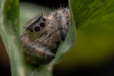 Macro image of Phidippus regius jumping spider action on green leaf. Shows eye details. clipart