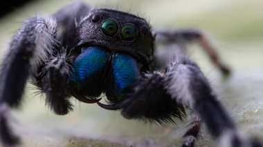 Macro image of Phidippus regius jumping spider action on green leaf. Shows eye details. clipart