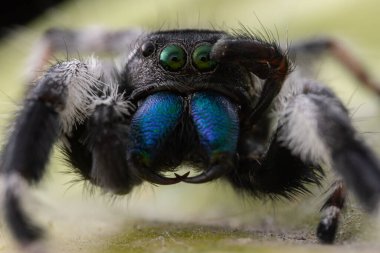 Phidippus rejiminin yeşil yaprakta zıplayan örümcek hareketinin makro görüntüsü. Göz detaylarını gösterir.