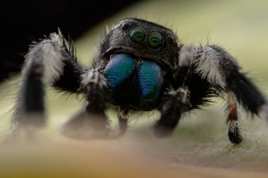 Phidippus rejiminin yeşil yaprakta zıplayan örümcek hareketinin makro görüntüsü. Göz detaylarını gösterir.