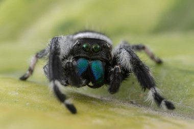 Phidippus rejiminin yeşil yaprakta zıplayan örümcek hareketinin makro görüntüsü. Göz detaylarını gösterir.