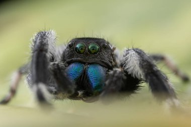 Phidippus rejiminin yeşil yaprakta zıplayan örümcek hareketinin makro görüntüsü. Göz detaylarını gösterir.