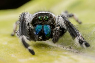 Phidippus rejiminin yeşil yaprakta zıplayan örümcek hareketinin makro görüntüsü. Göz detaylarını gösterir.