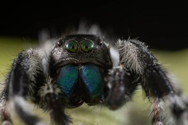 Phidippus rejiminin yeşil yaprakta zıplayan örümcek hareketinin makro görüntüsü. Göz detaylarını gösterir.