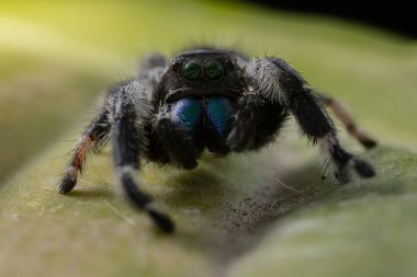 Phidippus rejiminin yeşil yaprakta zıplayan örümcek hareketinin makro görüntüsü. Göz detaylarını gösterir.