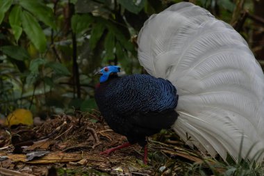 The rare and endemic Bulwer's pheasant (Lophura bulweri) captured in its natural Bornean rainforest habitat. clipart