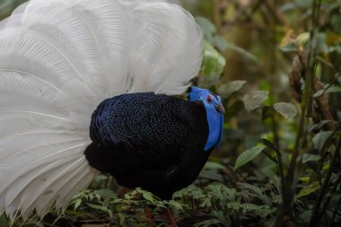 Bulwer 'ın nadir ve endemik sülünü (Lophura bulweri) doğal Bornean yağmur ormanı habitatında yakalanır..