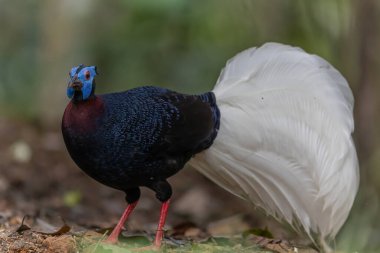 The rare and endemic Bulwer's pheasant (Lophura bulweri) captured in its natural Bornean rainforest habitat. clipart