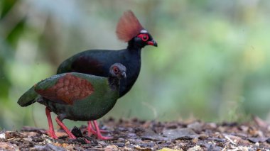 ibikli keklik (Rollulus rouloul) aynı zamanda orman derin ormanlarında ibikli ahşap keklik, roul-roul, kırmızı taçlı orman kekliği olarak da bilinir..