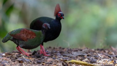ibikli keklik (Rollulus rouloul) aynı zamanda orman derin ormanlarında ibikli ahşap keklik, roul-roul, kırmızı taçlı orman kekliği olarak da bilinir..
