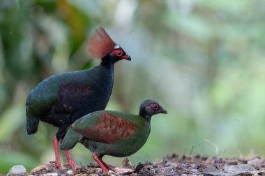 ibikli keklik (Rollulus rouloul) aynı zamanda orman derin ormanlarında ibikli ahşap keklik, roul-roul, kırmızı taçlı orman kekliği olarak da bilinir..