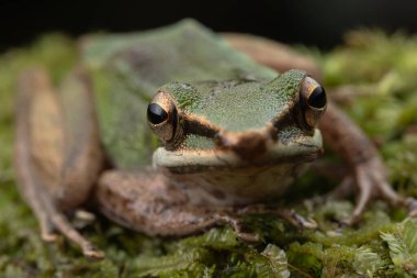 Sabah, Borneo 'daki derin yağmur ormanlarında Torrent Frog' un (Meristogenys phaeomerus) doğa görüntüsü