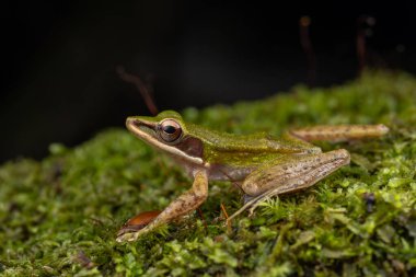 Sabah, Borneo 'daki derin yağmur ormanlarında Torrent Frog' un (Meristogenys phaeomerus) doğa görüntüsü