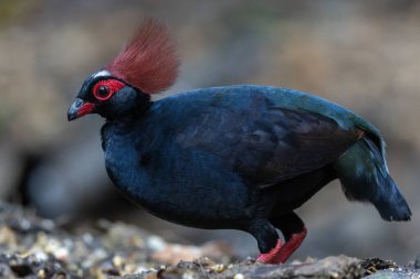 ibikli keklik (Rollulus rouloul) aynı zamanda orman derin ormanlarında ibikli ahşap keklik, roul-roul, kırmızı taçlı orman kekliği olarak da bilinir..