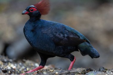 ibikli keklik (Rollulus rouloul) aynı zamanda orman derin ormanlarında ibikli ahşap keklik, roul-roul, kırmızı taçlı orman kekliği olarak da bilinir..