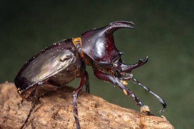 Kahverengi Gergedan böceğinin makro görüntüsü