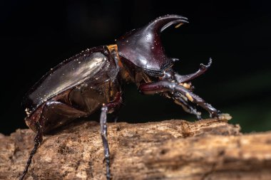 Kahverengi Gergedan böceğinin makro görüntüsü